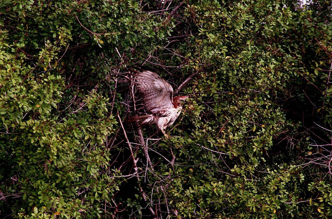 KENNEDY SPACE CENTER, FLA. -- A Rough-legged Hawk fans its wings as it gently lands in a tree in the Merritt Island National Wildlife Refuge. This type of hawk is rarely seen in Florida, ranging from northern Alaska through Manitoba and Newfoundland and wintering from California east to Virginia. The 92,000-acre refuge, which shares a boundary with the Kennedy Space Center, is habitat for more than 310 species of birds, 25 mammals, 117 fishes and 65 amphibians and reptiles