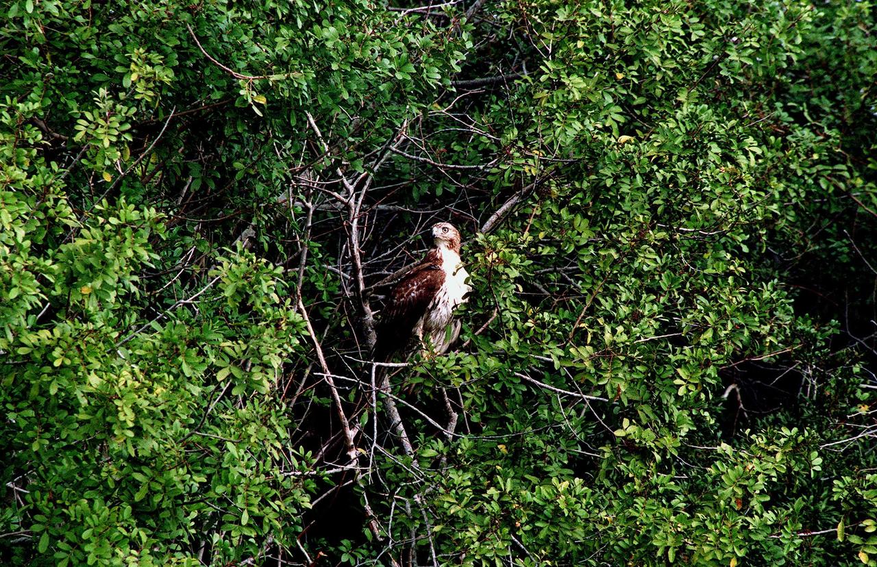 KENNEDY SPACE CENTER, FLA. -- A Rough-legged hawk stares at the landscape from a perch in a tree in the Merritt Island National Wildlife Refuge. This type of hawk is rarely seen in Florida, ranging from northern Alaska through Manitoba and Newfoundland and wintering from California east to Virginia. The 92,000-acre refuge, which shares a boundary with the Kennedy Space Center, is habitat for more than 310 species of birds, 25 mammals, 117 fishes and 65 amphibians and reptiles