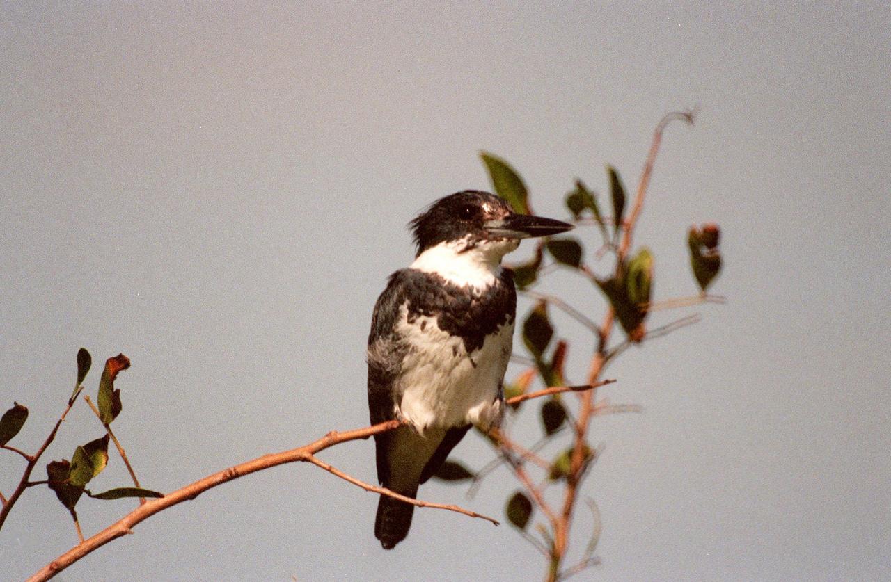 KENNEDY SPACE CENTER, FLA. -- A belted kingfisher perches on a twig in the Merritt Island National Wildlife Refuge, which shares a boundary with the Kennedy Space Center. The pigeon-sized, blue-gray male is identified by the blue-gray breast band; females show a chestnut belly band. The belted kingfisher ranges throughout the United States and Canada, wintering south to Panama and the West Indies. They dive into the water for fish and may also take crabs, crayfish, salamanders, lizards, mice and insects. The 92,000-acre refuge is a habitat for more than 310 species of birds, 25 mammals, 117 fishes and 65 amphibians and reptiles. The marshes and open water of the refuge also provide wintering areas for 23 species of migratory waterfowl, as well as a year-round home for great blue herons, great egrets, wood storks, cormorants, brown pelicans and other species of marsh and shore birds