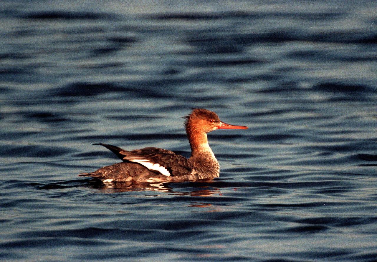 KENNEDY SPACE CENTER, FLA. -- A female red-breasted merganser paddles in the rippled water of the Merritt Island National Wildlife Refuge, which shares a boundary with the Kennedy Space Center. Male mergansers have a green head, gray sides, white neck ring and rusty breast. One of three mergansers commonly found on salt water, it ranges from northern lakes and tundra ponds, wintering principally on the ocean and in salt bays. The 92,000-acre refuge is a habitat for more than 310 species of birds, 25 mammals, 117 fishes and 65 amphibians and reptiles. The marshes and open water of the refuge also provide wintering areas for 23 species of migratory waterfowl, as well as a year-round home for great blue herons, great egrets, wood storks, cormorants, brown pelicans and other species of marsh and shore birds