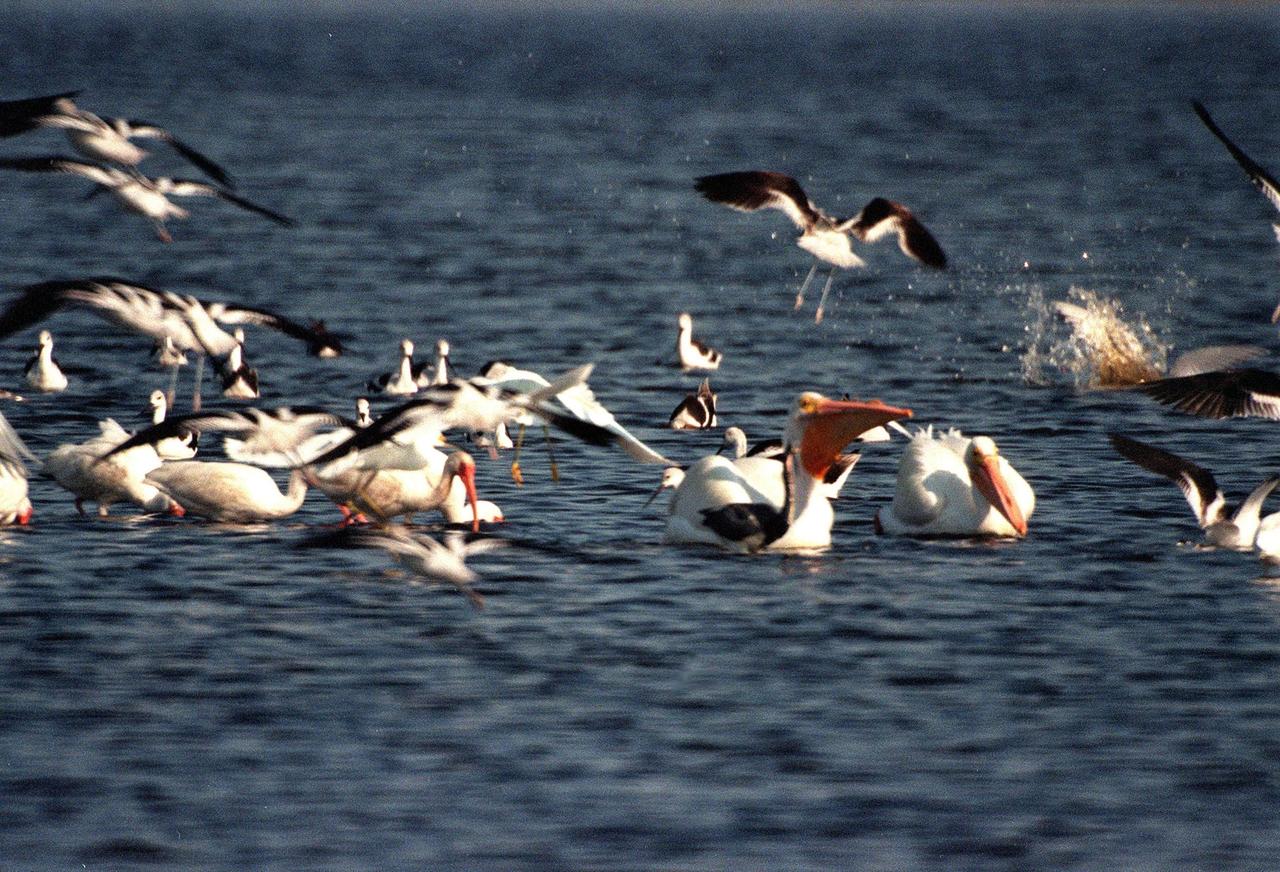 KENNEDY SPACE CENTER, FLA. -- White pelicans are joined by a few egrets at a feeding frenzy in the waters of the Merritt Island National Wildlife Refuge, which shares a boundary with Kennedy Space Center. Pelicans in flight display their black wing tips, which are hidden when folded. The habitat of white pelicans are marshy lakes along the Pacific and Texas coasts, wintering chiefly in coastal lagoons such as this one. They often capture fish cooperatively, forming a long line, beating their wings and driving the prey into shallow water. The 92,000-acre refuge is a habitat for more than 310 species of birds, 25 mammals, 117 fishes and 65 amphibians and reptiles. The marshes and open water of the refuge also provide wintering areas for 23 species of migratory waterfowl, as well as a year-round home for great blue herons, great egrets, wood storks, cormorants, brown pelicans and other species of marsh and shore birds