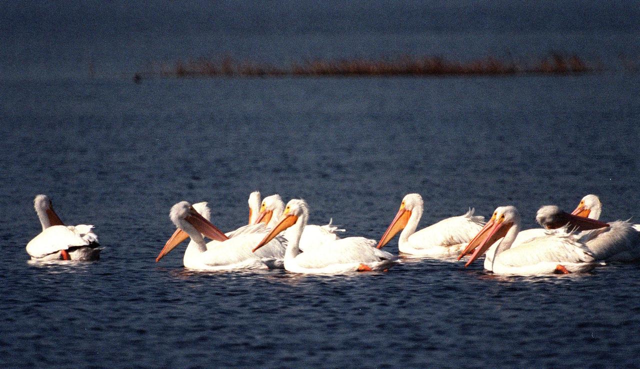 KENNEDY SPACE CENTER, FLA. -- White pelicans search for a meal in the waters of the Merritt Island National Wildlife Refuge, which shares a boundary with Kennedy Space Center. The habitat of white pelicans are marshy lakes along the Pacific and Texas coasts, wintering chiefly in coastal lagoons such as this one. They often capture fish cooperatively, forming a long line, beating their wings and driving the prey into shallow water. The 92,000-acre refuge is a habitat for more than 310 species of birds, 25 mammals, 117 fishes and 65 amphibians and reptiles. The marshes and open water of the refuge also provide wintering areas for 23 species of migratory waterfowl, as well as a year-round home for great blue herons, great egrets, wood storks, cormorants, brown pelicans and other species of marsh and shore birds