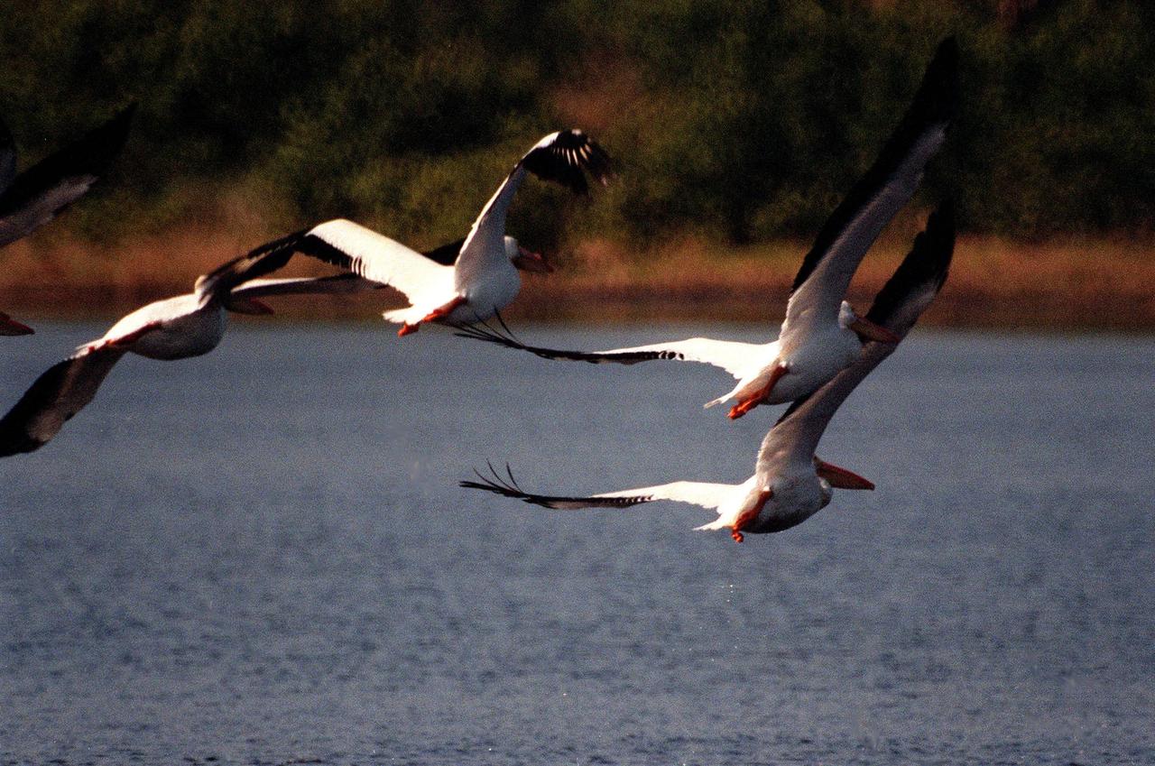 KENNEDY SPACE CENTER, FLA. -- White pelicans soaring over the waters of the Merritt Island National Wildlife Refuge reveal the black wing feathers that are hidden when folded. The habitat of white pelicans are marshy lakes along the Pacific and Texas coasts, wintering chiefly in coastal lagoons such as this one. They often capture fish cooperatively, forming a long line, beating their wings and driving the prey into shallow water. The 92,000-acre refuge, which shares a boundary with Kennedy Space Center, is a habitat for more than 310 species of birds, 25 mammals, 117 fishes and 65 amphibians and reptiles. The marshes and open water of the refuge also provide wintering areas for 23 species of migratory waterfowl, as well as a year-round home for great blue herons, great egrets, wood storks, cormorants, brown pelicans and other species of marsh and shore birds