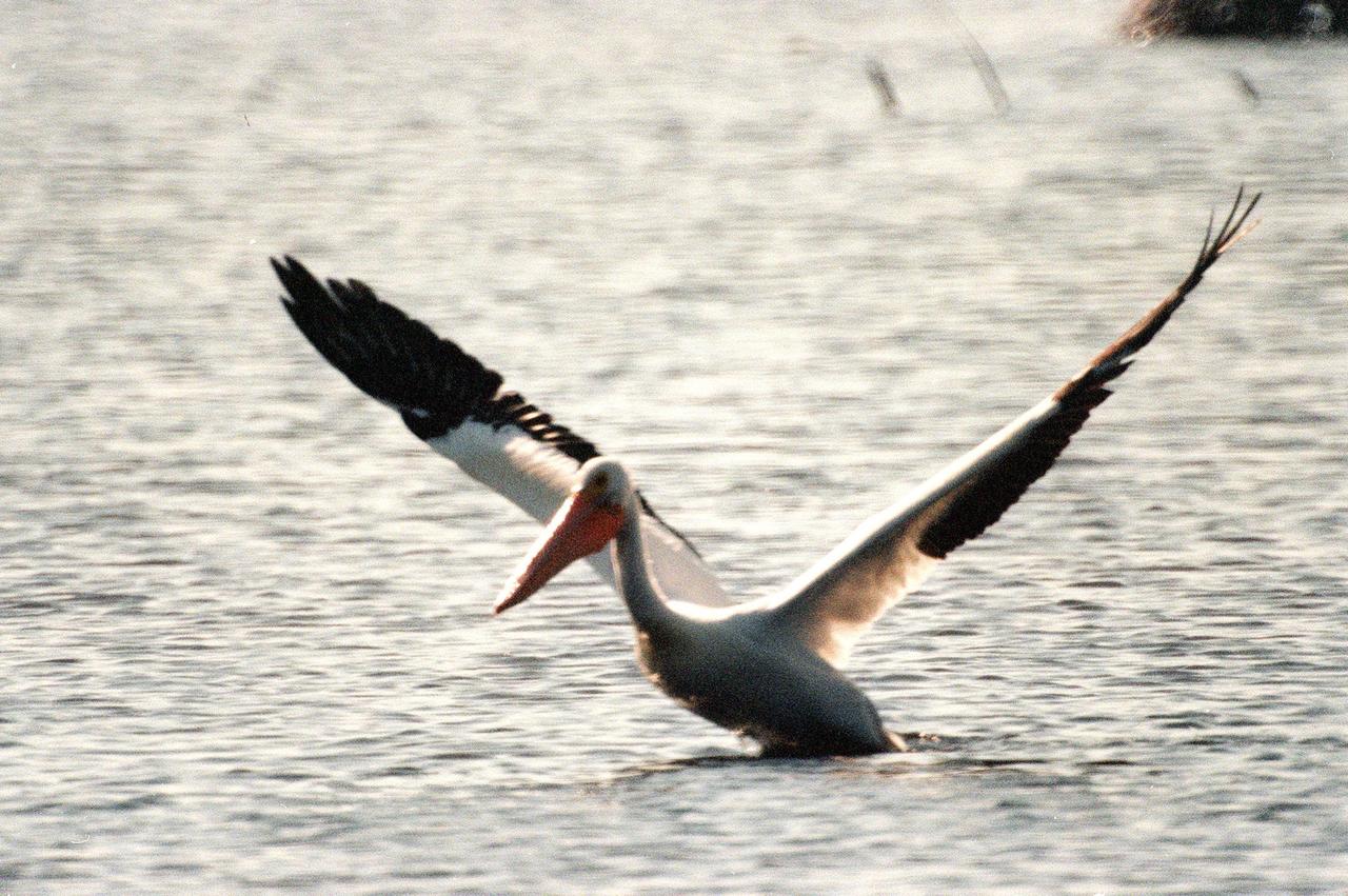KENNEDY SPACE CENTER, FLA. -- A white pelican stretches its eight-foot wing span as it prepares for flight. The black wing feathers, hidden when folded, appear as shadows against the dappled waters of the Merritt Island National Wildlife Refuge. The habitat of white pelicans are marshy lakes along the Pacific and Texas coasts, wintering chiefly in coastal lagoons such as this one. They often capture fish cooperatively, forming a long line, beating their wings and driving the prey into shallow water. The 92,000-acre refuge, which shares a boundary with Kennedy Space Center, is a habitat for more than 310 species of birds, 25 mammals, 117 fishes and 65 amphibians and reptiles. The marshes and open water of the refuge also provide wintering areas for 23 species of migratory waterfowl, as well as a year-round home for great blue herons, great egrets, wood storks, cormorants, brown pelicans and other species of marsh and shore birds