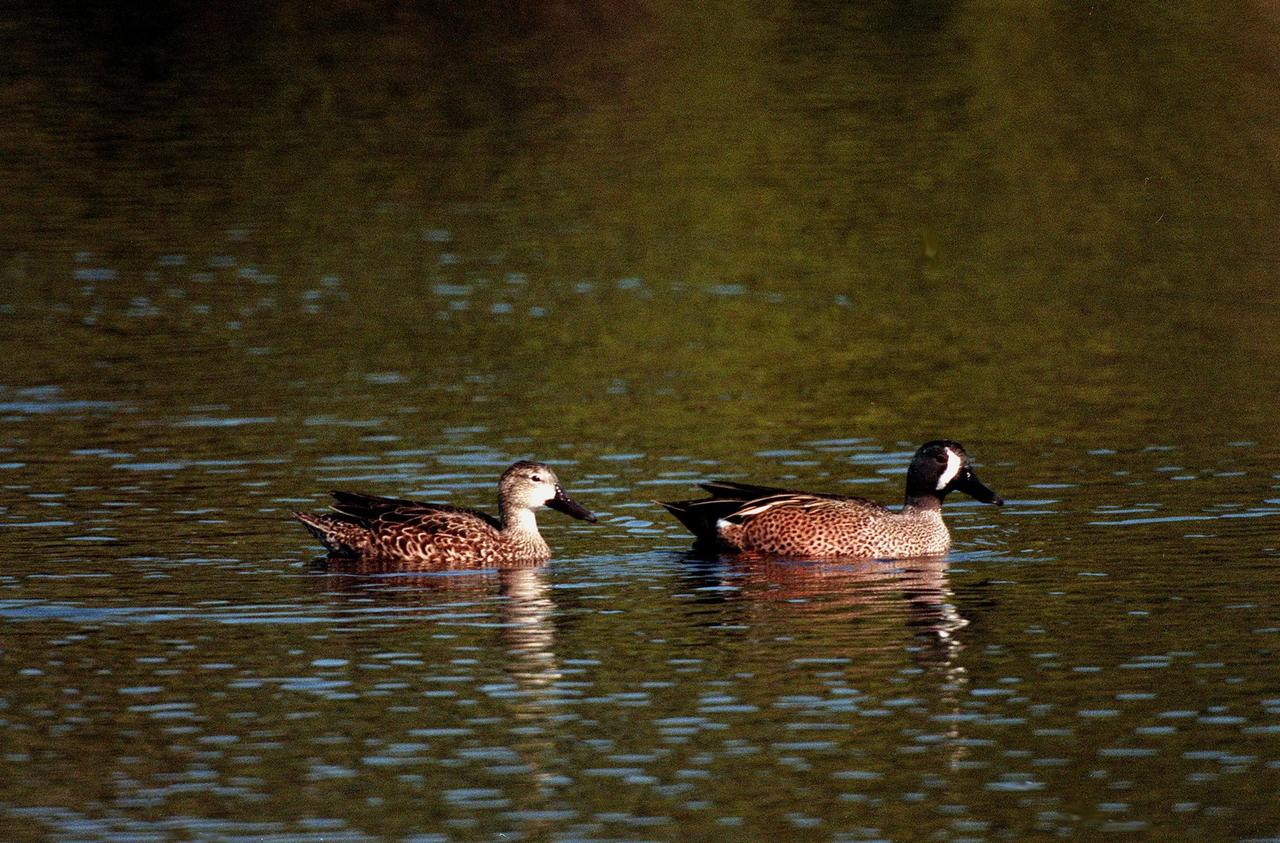 KENNEDY SPACE CENTER, FLA. -- A pair of blue-winged teals glide through the waters of the Merritt Island National Wildlife Refuge, which shares a boundary with Kennedy Space Center. Inhabiting marshes, shallow ponds and lakes from British Columbia, Quebec and Newfoundland to North Carolina, the Gulf Coast and southern California, the teal winters as far south as South America. The 92,000-acre refuge is a habitat for more than 310 species of birds, 25 mammals, 117 fishes and 65 amphibians and reptiles. The marshes and open water of the refuge also provide wintering areas for 23 species of migratory waterfowl, as well as a year-round home for great blue herons, great egrets, wood storks, cormorants, brown pelicans and other species of marsh and shore birds