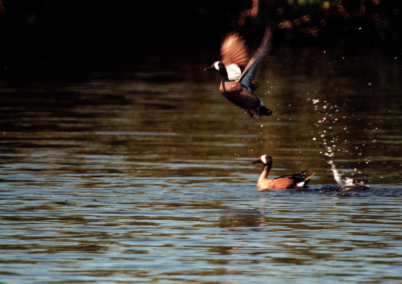 KENNEDY SPACE CENTER, FLA. -- The furious beating wings of a blue-winged teal launch it from the water as another swims calmly beneath it in the Merritt Island National Wildlife Refuge, which shares a boundary with Kennedy Space Center. Inhabiting marshes, shallow ponds and lakes from British Columbia, Quebec and Newfoundland to North Carolina, the Gulf Coast and southern California, the teal winters as far south as South America. The 92,000-acre refuge is a habitat for more than 310 species of birds, 25 mammals, 117 fishes and 65 amphibians and reptiles. The marshes and open water of the refuge also provide wintering areas for 23 species of migratory waterfowl, as well as a year-round home for great blue herons, great egrets, wood storks, cormorants, brown pelicans and other species of marsh and shore birds