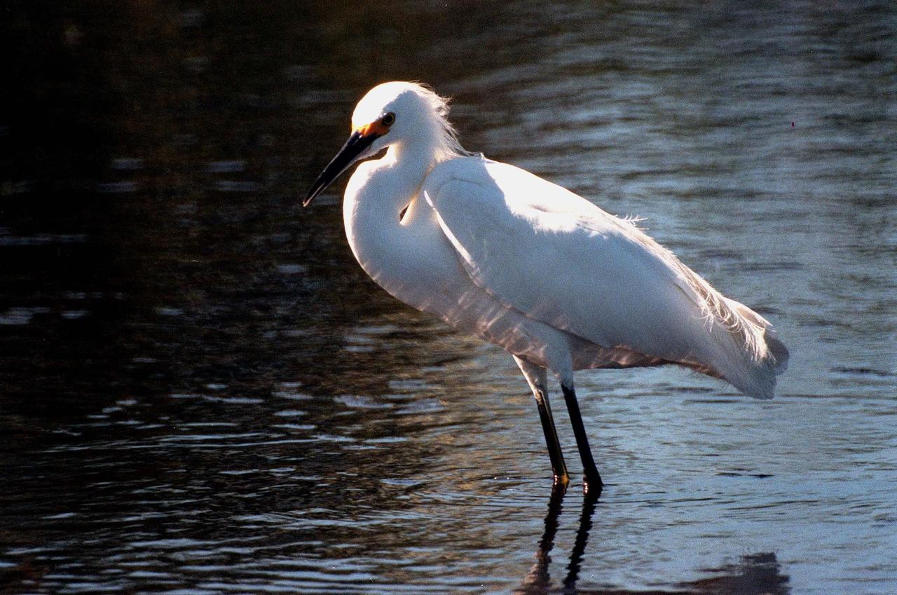 KENNEDY SPACE CENTER, FLA. -- A snowy egret wades the shallow waters of the Merritt Island National Wildlife Refuge, which shares a boundary with Kennedy Space Center. Ranging from northern California, Oklahoma and Maine to southern South America, the snowy egret winters north to California and South Carolina. In the East, they are best known as salt marsh birds. Once an endangered species, their numbers have increased again. The 92,000-acre refuge is a habitat for more than 310 species of birds, 25 mammals, 117 fishes and 65 amphibians and reptiles. The marshes and open water of the refuge also provide wintering areas for 23 species of migratory waterfowl, as well as a year-round home for great blue herons, great egrets, wood storks, cormorants, brown pelicans and other species of marsh and shore birds