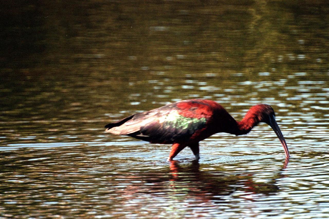 KENNEDY SPACE CENTER, FLA. -- A glossy ibis searches for food in the shallow waters of the Merritt Island National Wildlife Refuge, which shares a boundary with Kennedy Space Center. Identified by its chestnut plumage and green wings, the glossy ibis ranges on or near the coast from Maine to Florida and Texas. It inhabits marshes, swamps, flooded fields, coastal bays, and estuaries. The 92,000-acre refuge is a habitat for more than 310 species of birds, 25 mammals, 117 fishes and 65 amphibians and reptiles. The marshes and open water of the refuge provide wintering areas for 23 species of migratory waterfowl, as well as a year-round home for great blue herons, great egrets, wood storks, cormorants, brown pelicans and other species of marsh and shore birds