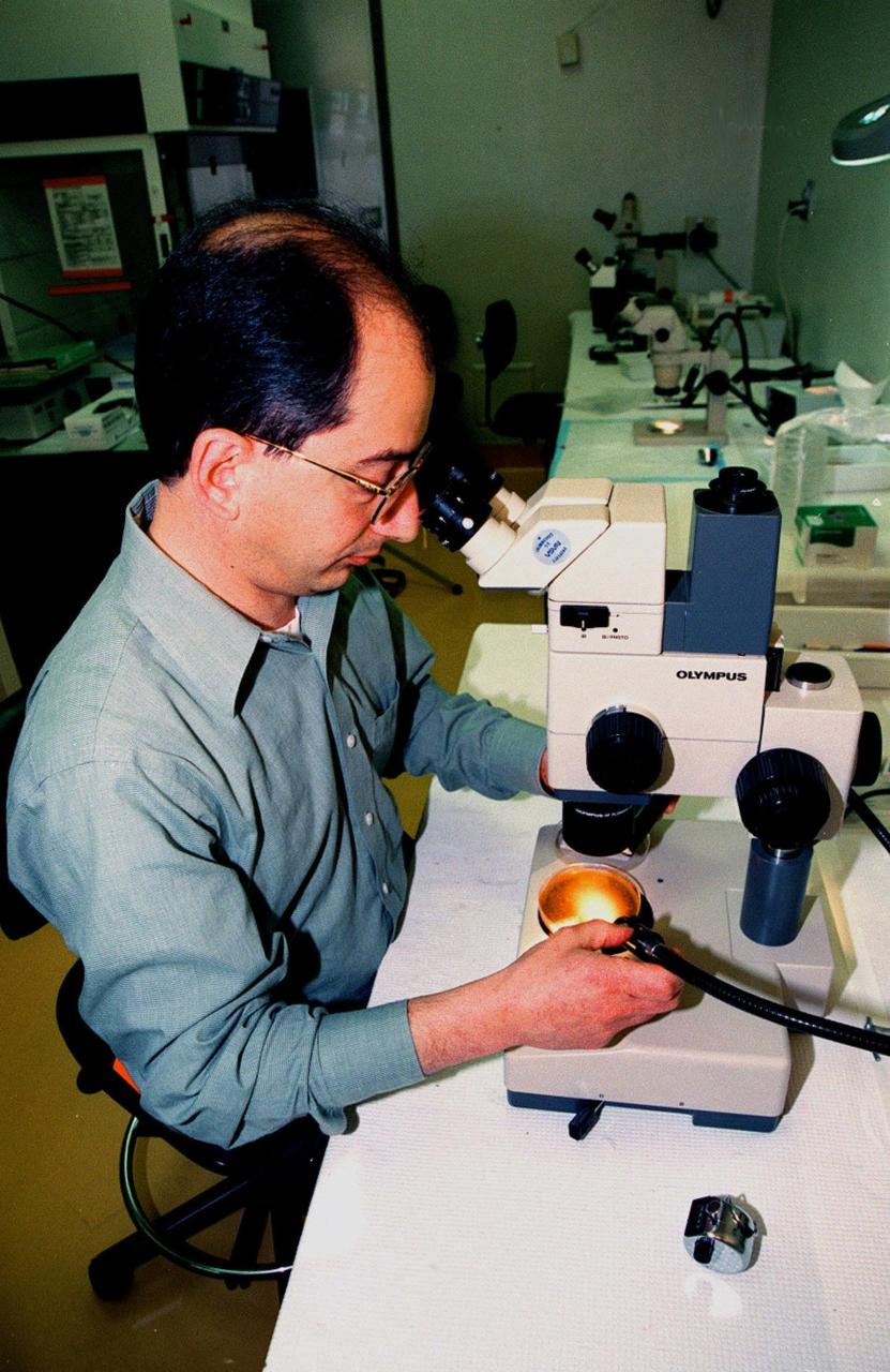 In the KSC Life Sciences Building, Hangar L, Cape Canaveral Air Station, Dr. Haig Keshishian checks fruit fly larvae in a petri dish. The larvae are part of an experiment that is a secondary payload on mission STS-93. The experiment will examine the effects of microgravity and space flight on the development of neural connections between specific motor neurons and their targets in muscle fibers. Dr. Keshishian, from Yale University, is the principle investigator for the experiment. The larvae will be contained in incubators that are part of a Commercial Generic Bioprocessing Apparatus (CGBA), which can start bioprocessing reactions by mixing or heating a sample and can also initiate multiple-step, sequential reactions in a technique called phased processing. The primary payload of mission STS-93 is the Chandra X-ray Observatory, which will allow scientists from around the world to see previously invisible black holes and high-temperature gas clouds, giving the observatory the potential to rewrite the books on the structure and evolution of our universe. The target launch date for STS-93 is July 9, aboard Space Shuttle Columbia, from Launch Pad 39B