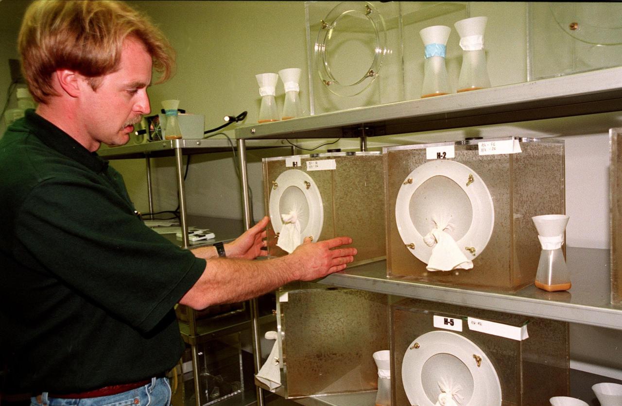 In the KSC Life Sciences Building, Hangar L, Cape Canaveral Air Station, Shawn Bengtson, with Lockheed Martin, checks population cages containing fruit flies. The larvae of the flies are part of an experiment that is a secondary payload on mission STS-93. The experiment will examine the effects of microgravity and space flight on the development of neural connections between specific motor neurons and their targets in muscle fibers. That information could lead to understanding the effect of microgravity on human nervous system connectivity. The larvae will be contained in incubators that are part of a Commercial Generic Bioprocessing Apparatus (CGBA), which can start bioprocessing reactions by mixing or heating a sample and can also initiate multiple-step, sequential reactions in a technique called phased processing. The primary payload of mission STS-93 is the Chandra X-ray Observatory, which will allow scientists from around the world to see previously invisible black holes and high-temperature gas clouds, giving the observatory the potential to rewrite the books on the structure and evolution of our universe. The target launch date for STS-93 is July 9, aboard Space Shuttle Columbia, from Launch Pad 39B