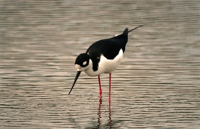 NASA image: KSC-99pp0303