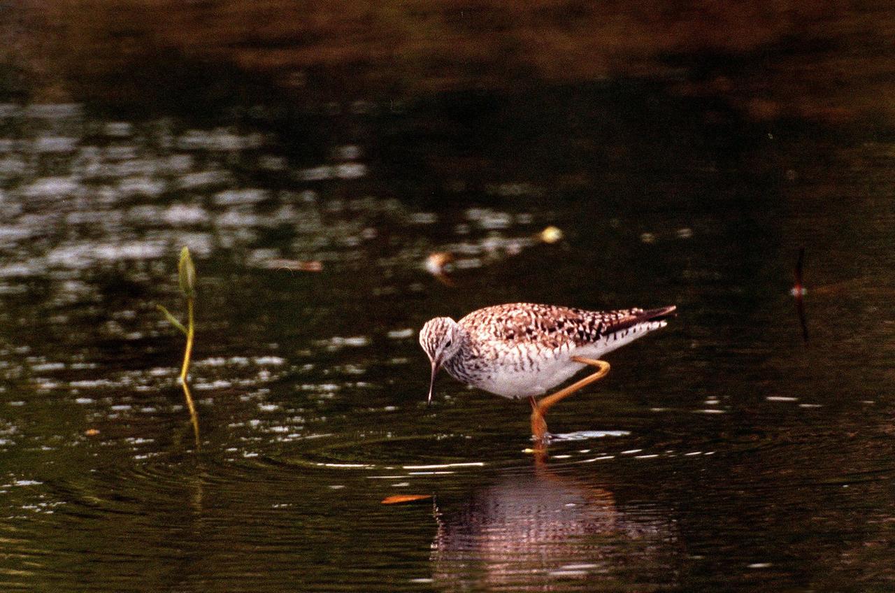 KENNEDY SPACE CENTER, FLA. -- A sandpiper-like Lesser Yellowlegs eyes the water for food in the Merritt Island National Wildlife Refuge, which shares a boundary with Kennedy Space Center. The gray-streaked wader is found in marshy ponds, lake and river shores, and mud flats in Alaska and Canada; it winters in the southern United States to southern South America. The 92,000-acre refuge is a habitat for more than 310 species of birds, 25 mammals, 117 fishes and 65 amphibians and reptiles. The marshes and open water of the refuge also provide wintering areas for 23 species of migratory waterfowl, as well as a year-round home for great blue herons, great egrets, wood storks, cormorants, brown pelicans and other species of marsh and shore birds