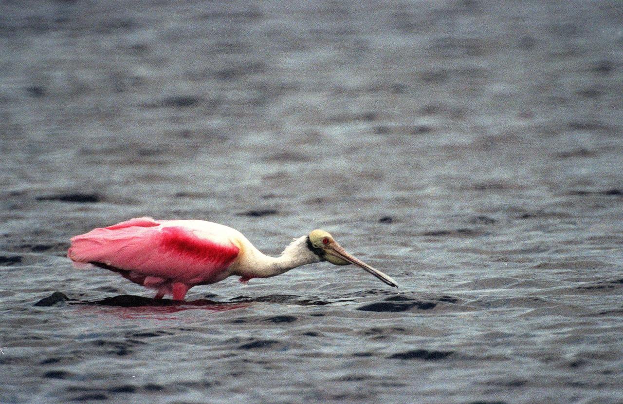 KENNEDY SPACE CENTER, FLA. -- A Roseate Spoonbill sweeps the water for food in the Merritt Island National Wildlife Refuge, which shares a boundary with Kennedy Space Center. The brilliant pink bird is named for its straight bill with the broad spatulate tip. Preferring a habitat of mangroves, it is usually found on the coasts of southern Florida and Texas, occasionally in Louisiana., in the West Indies, Mexico and Central and South America. Spoonbills feed on shrimps and fish in shallow waters, sweeping their bills from side to side and scooping up whatever they encounter. The 92,000-acre refuge is a habitat for more than 310 species of birds, 25 mammals, 117 fishes and 65 amphibians and reptiles. The marshes and open water of the refuge also provide wintering areas for 23 species of migratory waterfowl, as well as a year-round home for great blue herons, great egrets, wood storks, cormorants, brown pelicans and other species of marsh and shore birds