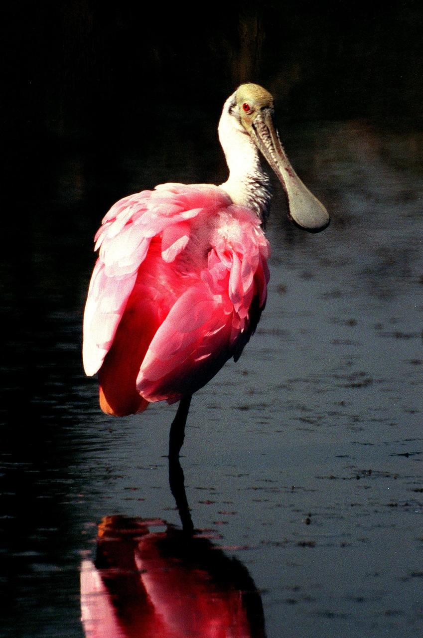 KENNEDY SPACE CENTER, FLA. -- A roseate spoonbill balancing on one leg is reflected in the waters of the Merritt Island National Wildlife Refuge, which shares a boundary with Kennedy Space Center. The birds, named for their brilliant pink color and paddle-shaped bill, feed in shallow water by swinging their bill back and forth, scooping up small fish and crustaceans. They typically inhabit mangroves on the coasts of southern Florida, Louisiana and Texas. The 92,000-acre refuge is a habitat for more than 310 species of birds, 25 mammals, 117 fishes and 65 amphibians and reptiles. The marshes and open water of the refuge also provide wintering areas for 23 species of migratory waterfowl, as well as a year-round home for great blue herons, great egrets, wood storks, cormorants, brown pelicans and other species of marsh and shore birds