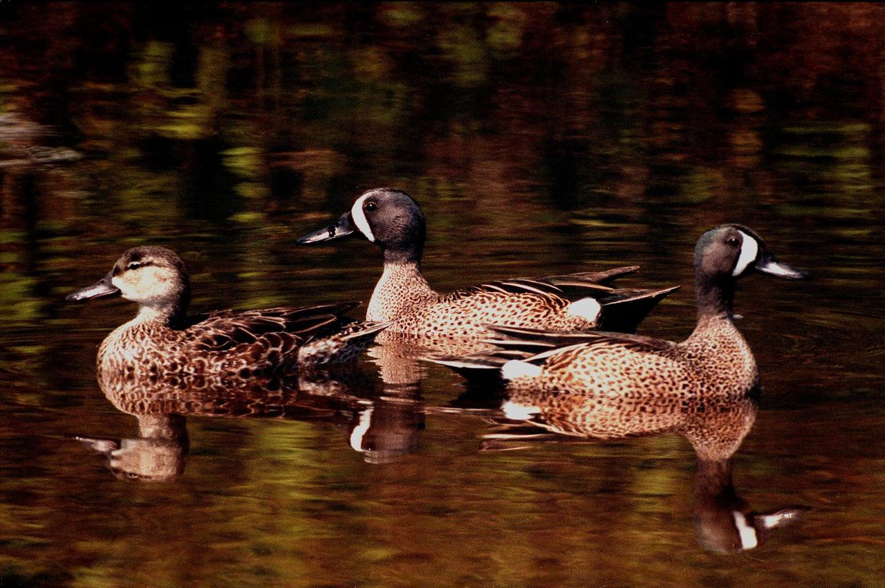 KENNEDY SPACE CENTER, FLA. -- Two male blue-winged teals are joined by a female in the waters of the Merritt Island National Wildlife Refuge, which shares a boundary with Kennedy Space Center. The teals inhabit marshes, shallow ponds and lakes from British Columbia, Quebec and Newfoundland to North Carolina, the Gulf Coast and southern California, wintering as far south as South America. The 92,000-acre wildlife refuge is a habitat for more than 310 species of birds, 25 mammals, 117 fishes and 65 amphibians and reptiles. The marshes and open water of the refuge also provide wintering areas for 23 species of migratory waterfowl, as well as a year-round home for great blue herons, great egrets, wood storks, cormorants, brown pelicans and other species of marsh and shore birds