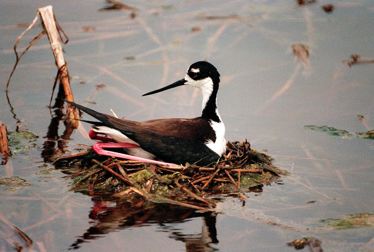 KENNEDY SPACE CENTER, FLA. -- A Black-necked Stilt sits on its nest in the waters of the Merritt Island National Wildlife Refuge, which shares a boundary with Kennedy Space Center. Stilts are identified by a distinct head pattern of black and white, very long red legs, and straight, very thin bill. They usually produce three or four brown-spotted buff eggs in a shallow depression lined with grass or shell fragments. In the nesting season they are particularly agressive. Their habitat is salt marshes and shallow coastal bays from Delaware and northern South America in the East, and freshwater marshes from Oregon and Saskatchewan to the Gulf Coast. The 92,000-acre wildlife refuge is a habitat for more than 310 species of birds, 25 mammals, 117 fishes and 65 amphibians and reptiles. The marshes and open water of the refuge also provide wintering areas for 23 species of migratory waterfowl, as well as a year-round home for great blue herons, great egrets, wood storks, cormorants, brown pelicans and other species of marsh and shore birds