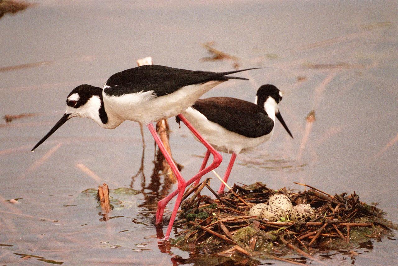 KENNEDY SPACE CENTER, FLA. -- A pair of black-necked stilts protect their grass-lined nest in the Merritt Island National Wildlife Refuge, which shares a boundary with Kennedy Space Center. Stilts usually produce three or four brown-spotted buff eggs in a shallow depression lined with grass or shell fragments. In the nesting season they are particularly agressive. Stilts are identified by a distinct head pattern of black and white, very long red legs, and straight, very thin bill. Their habitat is salt marshes and shallow coastal bays from Delaware and northern South America in the East, and freshwater marshes from Oregon and Saskatchewan to the Gulf Coast. The 92,000-acre wildlife refuge is a habitat for more than 310 species of birds, 25 mammals, 117 fishes and 65 amphibians and reptiles. The marshes and open water of the refuge also provide wintering areas for 23 species of migratory waterfowl, as well as a year-round home for great blue herons, great egrets, wood storks, cormorants, brown pelicans and other species of marsh and shore birds