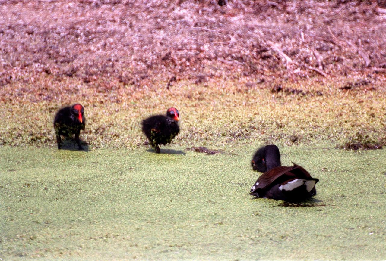KENNEDY SPACE CENTER, FLA. -- A mother gallinule (right) calls her two chicks to enter the algae-covered water in the Merritt Island National Wildlife Refuge, which shares a boundary with Kennedy Space Center. Gallinules, called Moorhens in the Old World, are duck-like swimming birds that constantly bob their heads while moving. They are identified by the prominent red bill with yellow tip and red frontal shield as well as white feathers under the tail, as shown here on the mother. Gallinules range throughout the Americas, from southern Canada to southern South America, inhabiting freshwater marshes and ponds with cattails and other aquatic vegetation. The 92,000-acre wildlife refuge is a habitat for more than 310 species of birds, 25 mammals, 117 fishes and 65 amphibians and reptiles. The marshes and open water of the refuge provide wintering areas for 23 species of migratory waterfowl, as well as a year-round home for great blue herons, great egrets, wood storks, cormorants, brown pelicans and other species of marsh and shore birds