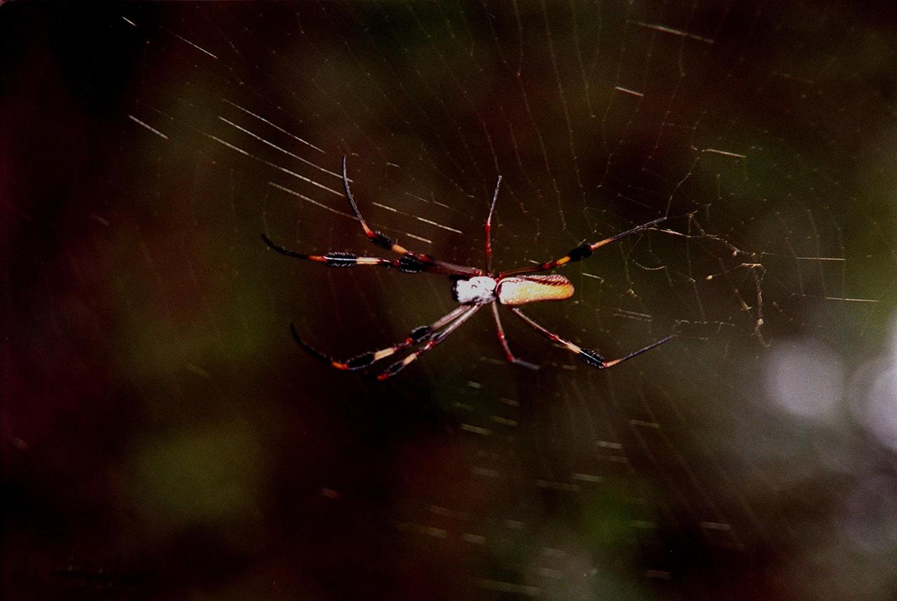 KENNEDY SPACE CENTER, FLA. -- On the grounds of Kennedy Space Center, a female Golden-Silk Spider repairs its web. The female can be identified by its brownish-green abdomen with a white spotted irregular pattern. The golden-silk spider repairs the webbing each day, replacing half but never the whole web at one time. Its web may measure two to three feet across. The center shares a boundary with the Merritt Island National Wildlife Refuge, a 92,000-acre refuge that is a habitat for more than 331 species of birds, 31 mammals, 117 fishes, and 65 amphibians and reptiles. The marshes and open water of the refuge provide wintering areas for 23 species of migratory waterfowl, as well as a year-round home for great blue herons, great egrets, wood storks, cormorants, brown pelicans and other species of marsh and shore birds, as well as a variety of insects