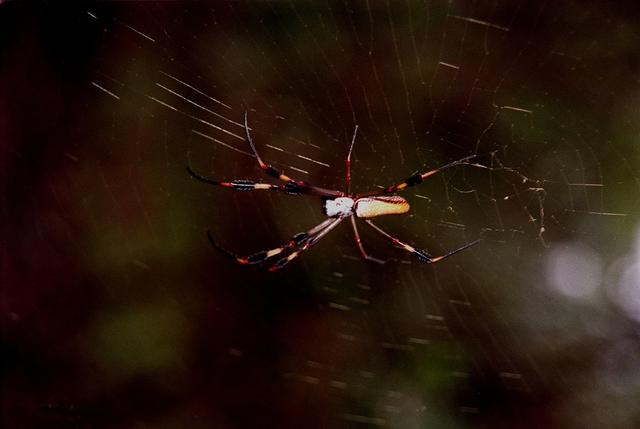 NASA image: KSC-99pp1187