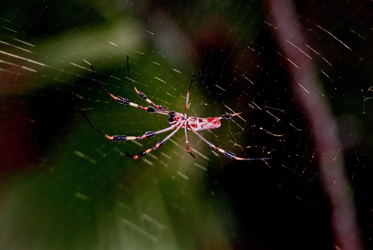 On the grounds of Kennedy Space Center, a female Golden-Silk Spider repairs its web. During the day spider hands head downward from the underside of the web near the center. Its web may measure two to three feet across and it repairs the webbing each day, replacing half but never the whole web at one time. The center shares a boundary with the Merritt Island National Wildlife Refuge, a 92,000-acre refuge that is a habitat for more than 331 species of birds, 31 mammals, 117 fishes, and 65 amphibians and reptiles. The marshes and open water of the refuge provide wintering areas for 23 species of migratory waterfowl, as well as a year-round home for great blue herons, great egrets, wood storks, cormorants, brown pelicans and other species of marsh and shore birds, as well as a variety of insects