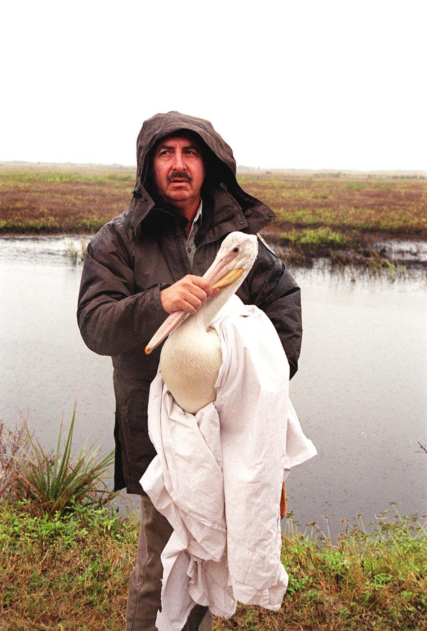 Mark Epstein, with the U.S. Fish and Wildlife Service, holds a white pelican that will be released under a rain-filled sky at the Merritt Island National Wildlife Refuge. The bird was found covered in crude oil from a contaminated ditch in northern Indiana in November, and was rescued by a local Police Department, treated, and flown to the Back to Nature Wildlife Center in Orlando, Fla. for care and rest. After Kat Royer, who is with the U.S. Fish and Wildlife Service, fits the bird with a leg band issued by the U.S. Department of the Interior's Bird Banding Laboratory, the pelican will be let go to join a flock of about 30 other white pelicans that are wintering on the refuge. White pelicans inhabit marshy lakes and along the Pacific and Texas coasts. They winter from Florida and southern California south to Panama, chiefly in coastal lagoons. They are frequently seen flying in long lines, flapping and sailing in unison, but also ride rising air currents to soar gracefully in circles. The Merritt Island National Wildlife Refuge, which encompasses 92,000 acres that are a habitat for more than 331 species of birds, 31 mammals, 117 fishes, and 65 amphibians and reptiles. The marshes and open water of the refuge provide wintering areas for 23 species of migratory waterfowl, as well as a year-round home for great blue herons, great egrets, wood storks, cormorants, brown pelicans and other species of marsh and shore birds, as well as a variety of insects