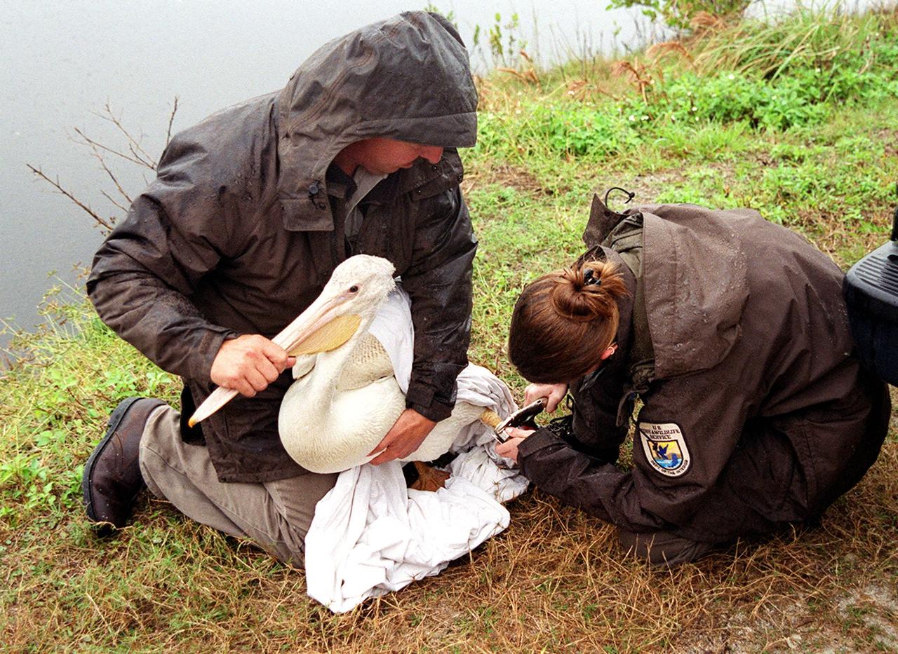 Under a rain-filled sky, Mark Epstein holds a rescued white pelican while Kat Royer fixes a leg band on it before releasing it at the Merritt Island National Wildlife Refuge. Epstein and Royer are with the U.S. Fish and Wildlife Service. The bird was found covered in crude oil from a contaminated ditch in northern Indiana in November, and was rescued by a local Police Department, treated, and flown to the Back to Nature Wildlife Refuge in Orlando, Fla. for care and rest. The pelican, dubbed "Fisheater" by its rescuers, will be let go to join a flock of about 30 other white pelicans that are wintering on the refuge. White pelicans inhabit marshy lakes and along the Pacific and Texas coasts. They winter from Florida and southern California south to Panama, chiefly in coastal lagoons. They are frequently seen flying in long lines, flapping and sailing in unison, but also ride rising air currents to soar gracefully in circles. The Merritt Island National Wildlife Refuge, which encompasses 92,000 acres that are a habitat for more than 331 species of birds, 31 mammals, 117 fishes, and 65 amphibians and reptiles. The marshes and open water of the refuge provide wintering areas for 23 species of migratory waterfowl, as well as a year-round home for great blue herons, great egrets, wood storks, cormorants, brown pelicans and other species of marsh and shore birds, as well as a variety of insects
