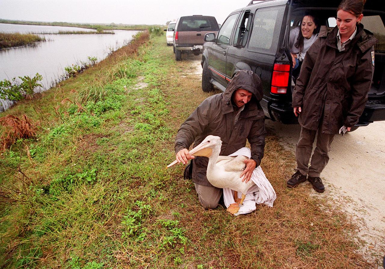Under a rain-filled sky, Mark Epstein, with the U.S. Fish and Wildlife Service, gets ready to release a rescued white pelican. At right is Kat Royer, also with the U.S. Fish and Wildlife Service, who has fixed on it a leg band issued by the U.S. Department of the Interior's Bird Banding Laboratory. In the background is Christine Wise who is involved with rescue and rehabilitation of Florida wild animals. Wise brought the pelican to the Merritt Island National Wildlife Refuge for its release. The bird was found covered in crude oil from a contaminated ditch in northern Indiana in November, and was rescued by a local Police Department, treated, and flown to the Back to Nature Wildlife Refuge in Orlando, Fla. for care and rest. The pelican, dubbed "Fisheater" by its rescuers, is being let go to join a flock of about 30 other white pelicans that are wintering on the refuge. White pelicans inhabit marshy lakes and along the Pacific and Texas coasts. They winter from Florida and southern California south to Panama, chiefly in coastal lagoons. They are frequently seen flying in long lines, flapping and sailing in unison, but also ride rising air currents to soar gracefully in circles. The Merritt Island National Wildlife Refuge, which encompasses 92,000 acres that are a habitat for more than 331 species of birds, 31 mammals, 117 fishes, and 65 amphibians and reptiles. The marshes and open water of the refuge provide wintering areas for 23 species of migratory waterfowl, as well as a year-round home for great blue herons, great egrets, wood storks, cormorants, brown pelicans and other species of marsh and shore birds, as well as a variety of insects