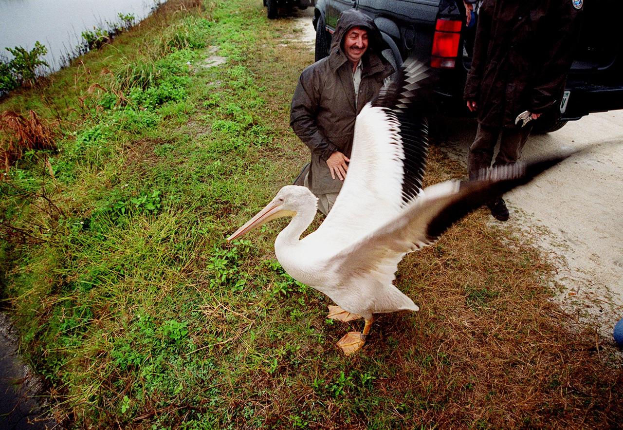 A rescued white pelican, dubbed "Fisheater" by his rescuers, takes a tentative step and stretches its wings after being let go at the Merritt Island National Wildlife Refuge. Looking on is Mark Epstein, with the U.S. Fish and Wildlife Service, who had held the bird while Kat Royer, also with the U.S. Fish and Wildlife Service, placed on it a leg band issued by the U.S. Department of the Interior's Bird Banding Laboratory. The pelican was found covered in crude oil from a contaminated ditch in northern Indiana in November, and was rescued by a local Police Department, treated, and flown to the Back to Nature Wildlife Refuge in Orlando, Fla. for care and rest. It is being released to join a flock of about 30 other white pelicans that are wintering on the refuge. White pelicans inhabit marshy lakes and along the Pacific and Texas coasts. They winter from Florida and southern California south to Panama, chiefly in coastal lagoons. They are frequently seen flying in long lines, flapping and sailing in unison, but also ride rising air currents to soar gracefully in circles. The Merritt Island National Wildlife Refuge, which encompasses 92,000 acres that are a habitat for more than 331 species of birds, 31 mammals, 117 fishes, and 65 amphibians and reptiles. The marshes and open water of the refuge provide wintering areas for 23 species of migratory waterfowl, as well as a year-round home for great blue herons, great egrets, wood storks, cormorants, brown pelicans and other species of marsh and shore birds, as well as a variety of insects
