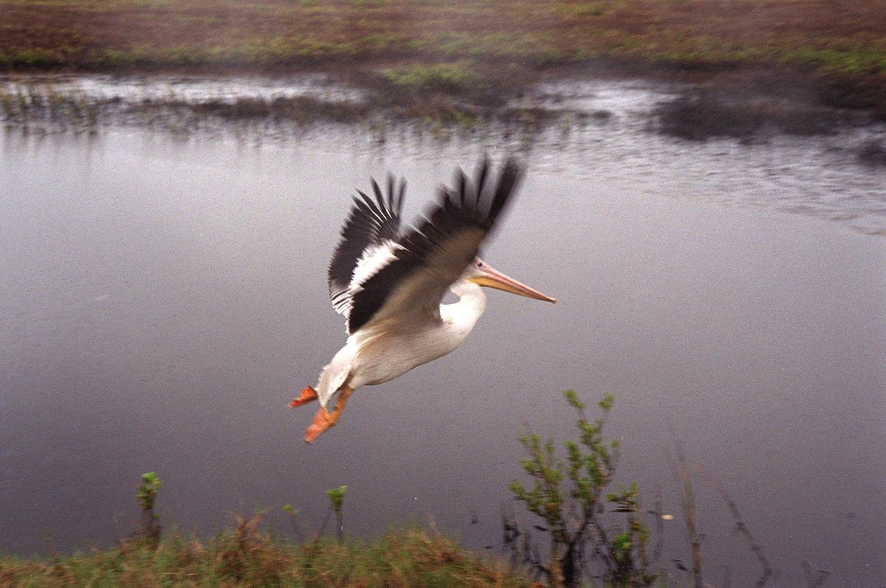 A white pelican named "Fisheater" by its rescuers, beats its wings as it flies to freedom at the Merritt Island National Wildlife Refuge. The pelican was found covered in crude oil from a contaminated ditch in northern Indiana in November, and was rescued by a local Police Department, treated, and flown to the Back to Nature Wildlife Refuge in Orlando, Fla. for care and rest. It is being released today to join a flock of about 30 other white pelicans that are wintering on the refuge. Before its release, however, Kat Royer, with the U.S. Fish and Wildlife Service, placed on it a leg band issued by the U.S. Department of the Interior's Bird Banding Laboratory. White pelicans inhabit marshy lakes and along the Pacific and Texas coasts. They winter from Florida and southern California south to Panama, chiefly in coastal lagoons. They are frequently seen flying in long lines, flapping and sailing in unison, but also ride rising air currents to soar gracefully in circles. The Merritt Island National Wildlife Refuge, which encompasses 92,000 acres that are a habitat for more than 331 species of birds, 31 mammals, 117 fishes, and 65 amphibians and reptiles. The marshes and open water of the refuge provide wintering areas for 23 species of migratory waterfowl, as well as a year-round home for great blue herons, great egrets, wood storks, cormorants, brown pelicans and other species of marsh and shore birds, as well as a variety of insects