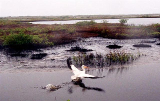 KENNEDY SPACE CENTER, FLA. -- A white pelican named "Fisheater" by its rescuers soars to open water in the Merritt Island National Wildlife Refuge as it flies to freedom. The pelican was found covered in crude oil from a contaminated ditch in northern Indiana in November, and was rescued by a local Police Department, treated, and flown to the Back to Nature Wildlife Refuge in Orlando, Fla. for care and rest. It is being released today to join a flock of about 30 other white pelicans that are wintering on the refuge, some of which are nearby. Before its release, however, Kat Royer, with the U.S. Fish and Wildlife Service, placed on it a leg band issued by the U.S. Department of the Interior's Bird Banding Laboratory. White pelicans inhabit marshy lakes and along the Pacific and Texas coasts. They winter from Florida and southern California south to Panama, chiefly in coastal lagoons. They are frequently seen flying in long lines, flapping and sailing in unison, but also ride rising air currents to soar gracefully in circles. The Merritt Island National Wildlife Refuge, which encompasses 92,000 acres that are a habitat for more than 331 species of birds, 31 mammals, 117 fishes, and 65 amphibians and reptiles. The marshes and open water of the refuge provide wintering areas for 23 species of migratory waterfowl, as well as a year-round home for great blue herons, great egrets, wood storks, cormorants, brown pelicans and other species of marsh and shore birds, as well as a variety of insects.  