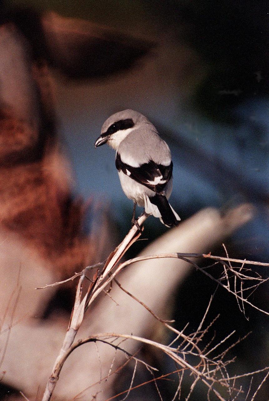 KENNEDY SPACE CENTER, FLA. -- A loggerhead shrike perches on a branch in the Merritt Island National Wildlife Refuge, which shares a boundary with Kennedy Space Center. The loggerhead shrike prefers grasslands, orchards and open areas with scattered trees throughout a range extending from southern Canada to southern Florida and the Gulf Coast. The Refuge encompasses 92,000 acres that are a habitat for more than 331 species of birds, 31 mammals, 117 fishes, and 65 amphibians and reptiles. The marshes and open water of the refuge provide wintering areas for 23 species of migratory waterfowl, as well as a year-round home for great blue herons, great egrets, wood storks, cormorants, brown pelicans and other species of marsh and shore birds, as well as a variety of insects