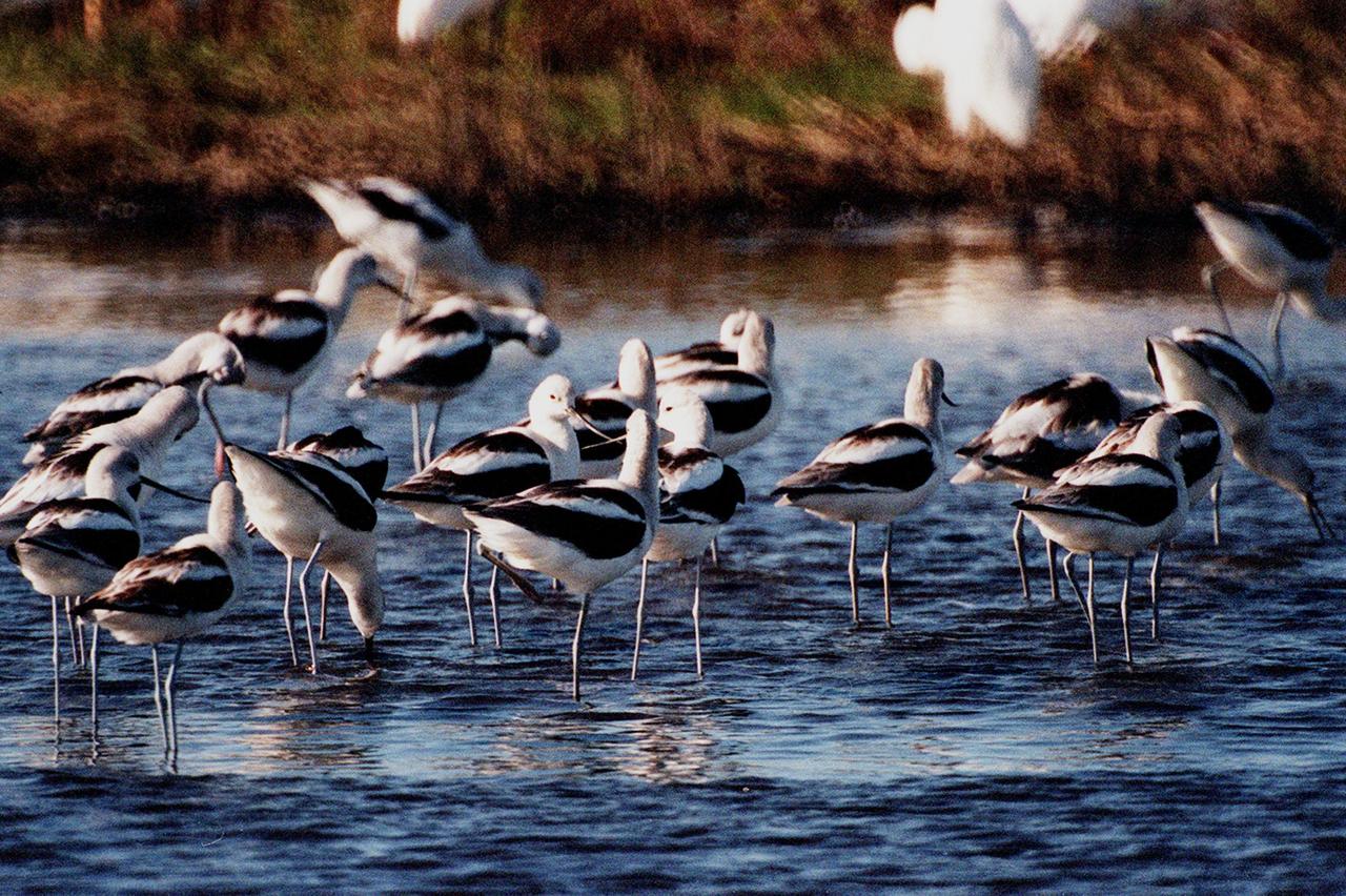 KENNEDY SPACE CENTER, FLA. -- A flock of American avocets take time to feed in the waters of the Merritt Island National Wildlife Refuge, which shares a boundary with Kennedy Space Center. Avocets are not commonly seen in the East, but range from Washington and Manitoba south to Texas and California. However, avocets may stray eastward to the Atlantic coast during their southward migration in the fall. Their common habitat is freshwater marshes and shallow marshy lakes. Much like spoonbills, they sweep their bills from side to side along the surface of the water to pick up crustaceans, aquatic insects and floating seeds. The Refuge encompasses 92,000 acres that are a habitat for more than 331 species of birds, 31 mammals, 117 fishes, and 65 amphibians and reptiles. The marshes and open water of the refuge provide wintering areas for 23 species of migratory waterfowl, as well as a year-round home for great blue herons, great egrets, wood storks, cormorants, brown pelicans and other species of marsh and shore birds, as well as a variety of insects