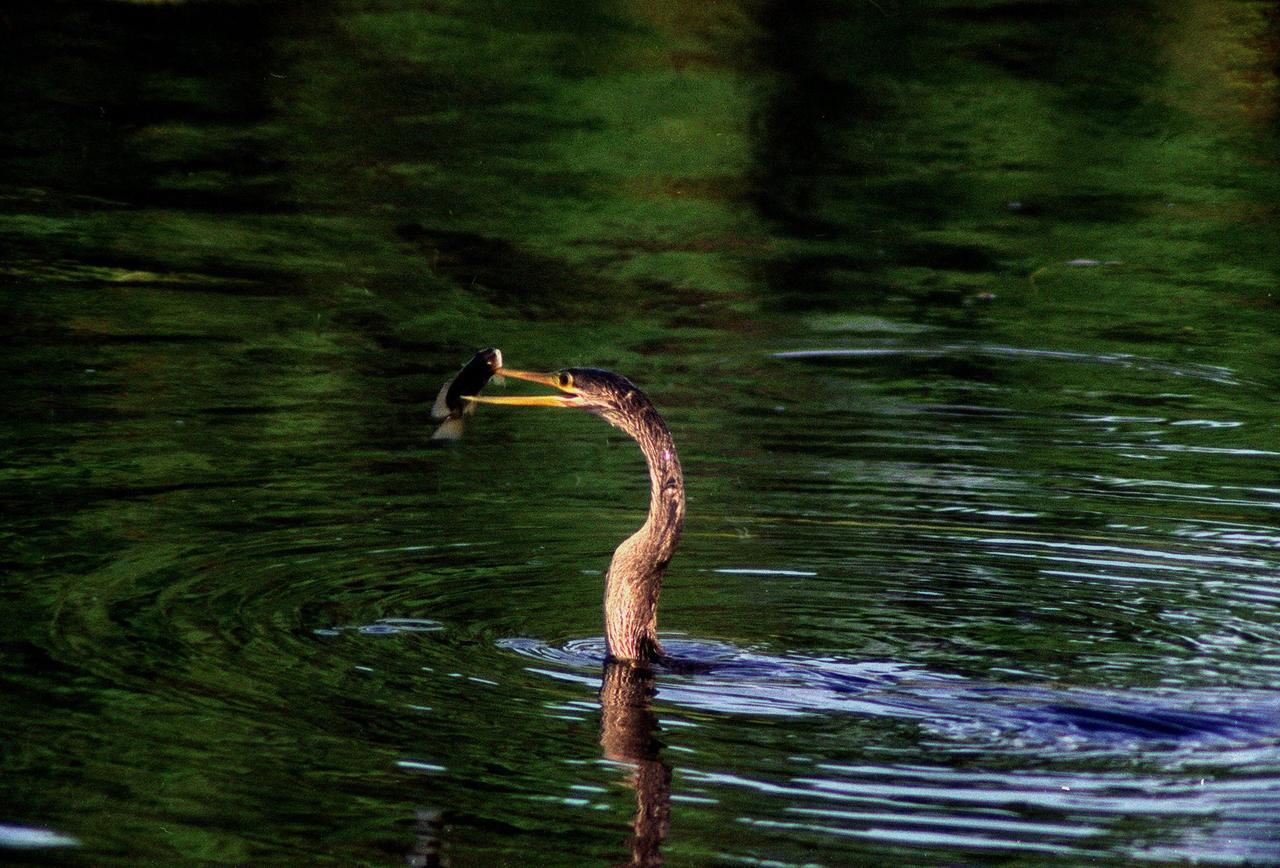 KENNEDY SPACE CENTER, FLA. -- In the Merritt Island National Wildlife Refuge, which shares a boundary with the space center, an anhinga gets ready to eat the fish it captured in the nearby Indian River with its long, dagger-shaped bill. The bird will flip its catch into the air and gulp it down headfirst. The anhinga is also known as the "snakebird" because in the water its body is submerged so that only its head and long, slender neck are visible. Ranging the Atlantic and Gulf Coasts from North Carolina to Texas, north in the Mississippi Valley to Arkansas and Tennessee, and in the South to South America, it inhabits freshwater ponds and swamps with thick vegetation. They are often seen with wings half-open, drying them in the sun since they lack oil glands with which to preen
