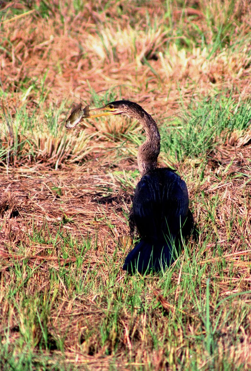 KENNEDY SPACE CENTER, FLA. -- Spotted in the Merritt Island National Wildlife Refuge, which shares a boundary with the space center, an anhinga captures a fish in its long, dagger-shaped bill. It is also known as the "snakebird" because in the water its body is submerged so that only its head and long, slender neck are visible. Ranging the Atlantic and Gulf Coasts from North Carolina to Texas, north in the Mississippi Valley to Arkansas and Tennessee, and in the South to South America, it inhabits freshwater ponds and swamps with thick vegetation. They are often seen with wings half-open, drying them in the sun since they lack oil glands with which to preen
