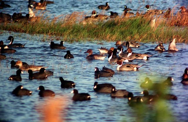 NASA image: KSC-99wl07