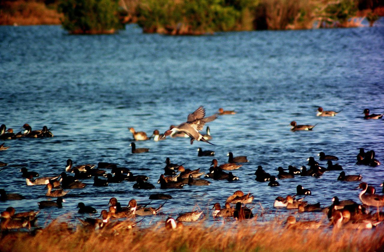 KENNEDY SPACE CENTER, FLA. -- A pintail duck is poised for landing, joining other ducks and coots on the waters of the Merritt Island National Wildlife Refuge at Kennedy Space Center. The refuge is winter home to hundreds of waterfowl such as these coots and pintail ducks. The smaller coot inhabits open ponds and marshes, wintering in saltwater bays and inlets. They range from southern Canada to northern South America. The pintail can be found in marshes, prairie ponds and tundra, and salt marshes in winter. They range from Alaska and Greenland south to Central America and the West Indies