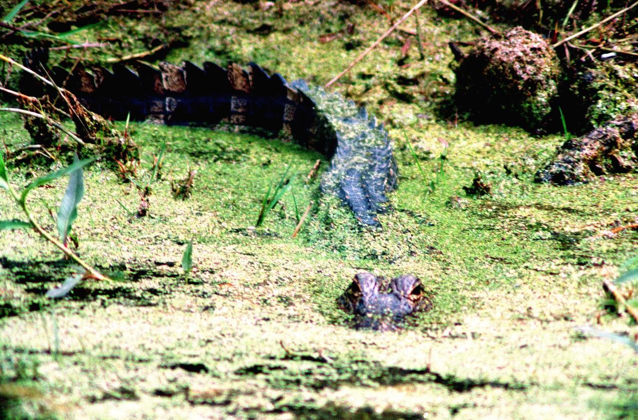 KENNEDY SPACE CENTER, FLA. -- An alligator lurks in the murky, mossy waters of the Merritt Island National Wildlife Refuge at Kennedy Space Center. Its tail surfaces behind him, looking like a log in the water. The wildlife refuge harbors nearly 5,000 American alligators, some of which can be seen in the canals and ponds around KSC. The refuge is also habitat for more than 310 species of birds, 25 mammals, 117 fishes and 65 amphibians and reptiles. The open water provides wintering areas for 23 species of migratory waterfowl and a year-round home for great blue herons, great egrets, wood storks, cormorants, brown pelicans and other species of marsh and shore birds