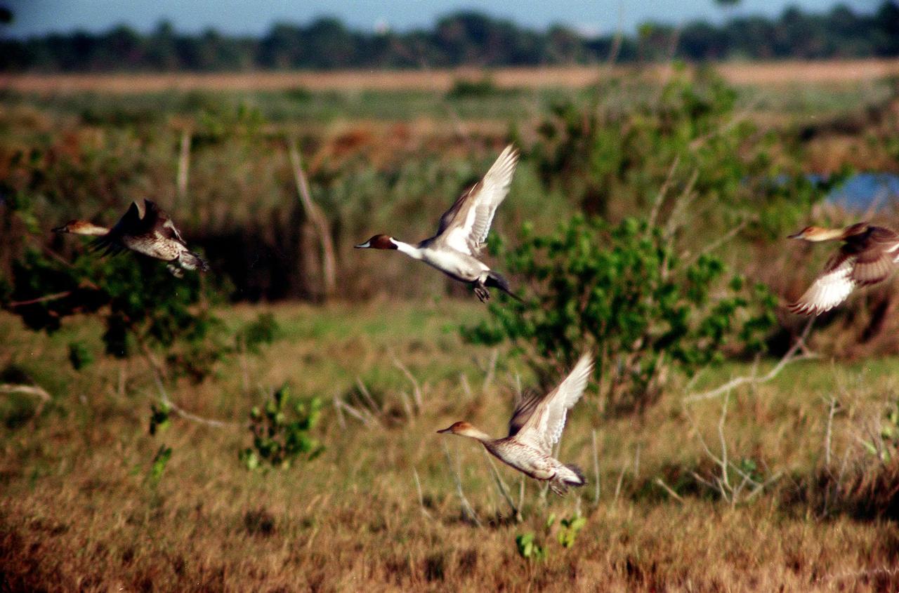 KENNEDY SPACE CENTER, FLA. -- Ducks take flight across the marshes of the Merritt Island National Wildlife Refuge at Kennedy Space Center. The duck at top-center is a pintail, which can be found in marshes, prairie ponds and tundra, and salt marshes in winter. They range from Alaska and Greenland south to Central America and the West Indies. The open waters of the Wildlife Refuge provide wintering areas for 23 species of migratory waterfowl as well as a year-round home for great blue herons, great egrets, wood storks, cormorants, brown pelicans and other species of marsh and shore birds. The refuge comprises 92,000 acres, ranging from fresh-water impoundments, salt-water estuaries and brackish marshes to hardwood hammocks and pine flatwoods