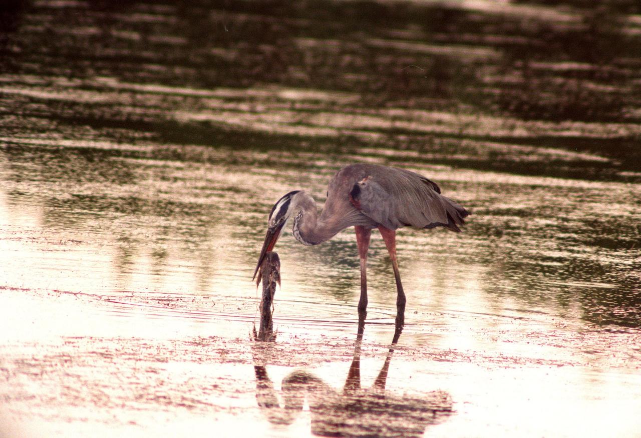 KENNEDY SPACE CENTER, FLA. -- A great blue heron pulls its catch from the waters of the Merritt Island National Wildlife Refuge, which shares a boundary with Kennedy Space Center. The great blue inhabits lakes, ponds, rivers and marshes from Alaska, Quebec and Nova Scotia to Mexico and the West Indies. Its principal food are fish or frogs but it may also feed on small animals, reptiles and even other birds. Great blue herons can be found year-round at the wildlife refuge