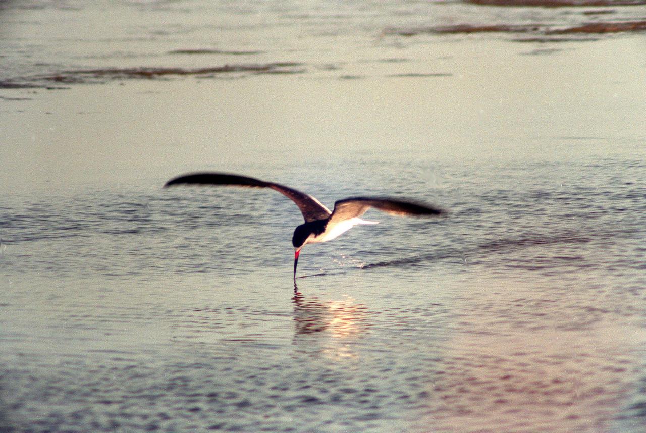 KENNEDY SPACE CENTER, FLA. -- A black skimmer proves its name as it flies low over the water in the Merritt Island National Wildlife Refuge, which shares a boundary with Kennedy Space Center. They skim the surface of the water for fish, with the tip of their lower mandible cutting through the water. They also wade in shallow water, jabbing with their blade-like bills at the fish scattering before them. Skimmers breed chiefly on sandbars and beaches, feeding in shallow bays, inlets and estuaries, such as the Wildlife Refuge. They range from Massachusetts and Long Island to Florida and Texas, and from Mexico to southern South America