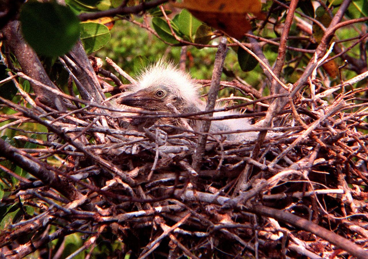 KENNEDY SPACE CENTER, FLA. -- Its newly grown, wispy feathers reflecting light like a halo, an unidentified baby bird waits, probably for its next meal, in its stick-assembled nest. The nest is in the Merritt Island National Wildlife Refuge, which shares a boundary with KSC. Hardwood hammocks and pine flatwoods share the 92,000-acre refuge with fresh-water impoundments, salt-water estuaries and brackish marshes. The diverse landscape provides habitat for more than 310 species of birds, 25 mammals, 117 fishes, and 65 amphibians and reptiles, including such endangered species as Southern bald eagles, wood storks, Florida scrub jays, Atlantic loggerhead and leatherback turtles, osprey, and nearly 5,000 alligators