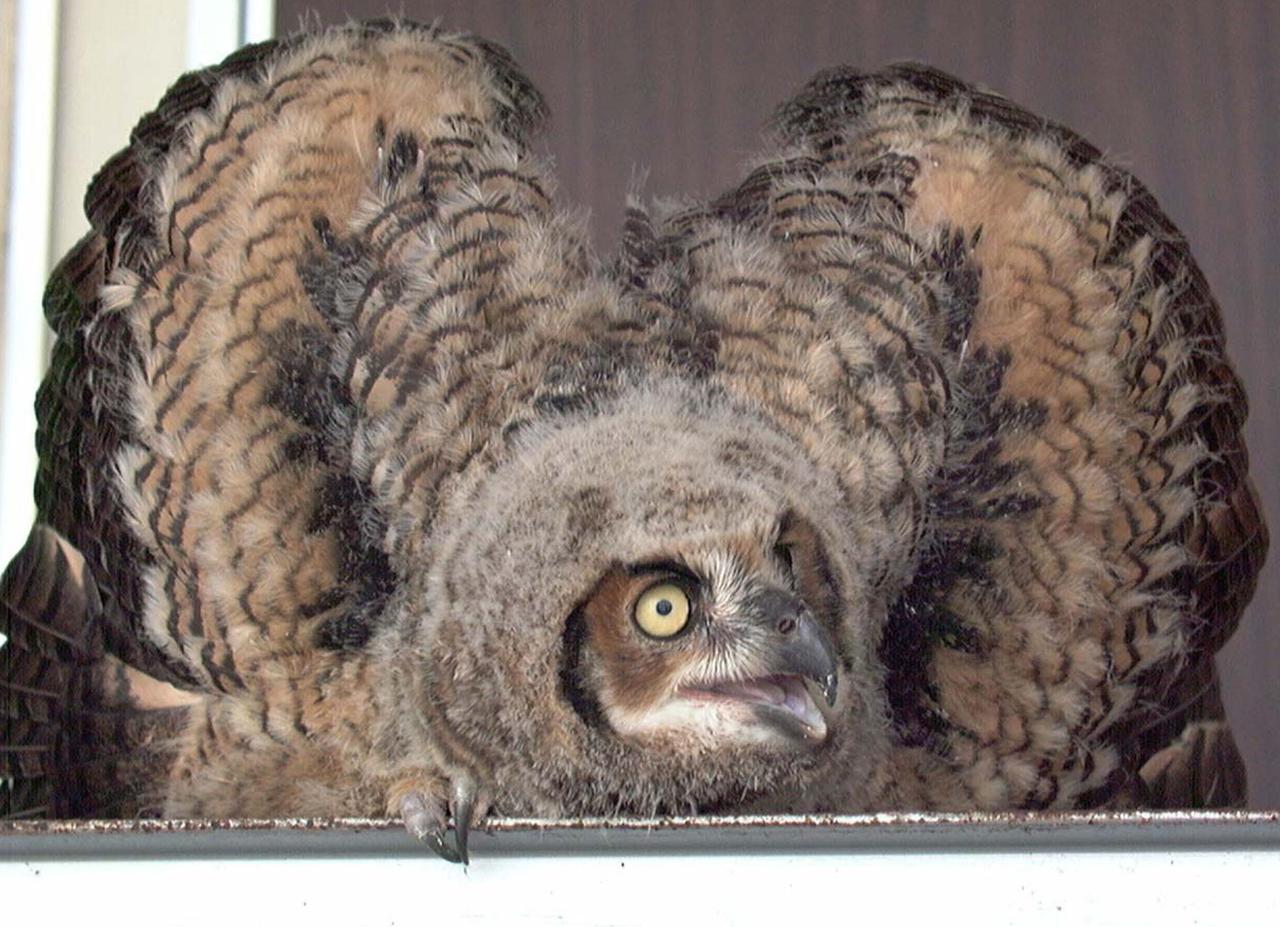 KENNEDY SPACE CENTER, FLA. -- A baby owl, possibly a screech owl, shows its fear and resentment of the photographer snapping its picture. The owl was found on the stairs inside Hangar G, Cape Canaveral Air Force Station. It had apparently tried to fly from a nest near the ceiling but couldn't get back to it. Workers called an Audubon rescue center near Orlando, which captured it and will ensure the bird is returned to the wild when it's ready