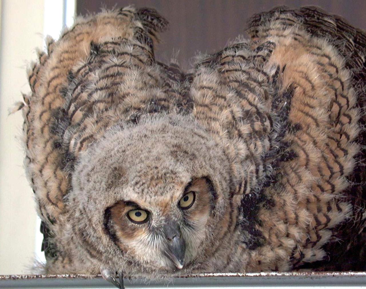 KENNEDY SPACE CENTER, FLA. -- A baby owl displays its wings at the photographer snapping its picture. The owl was found on the stairs inside Hangar G, Cape Canaveral Air Force Station. It had apparently tried to fly from a nest near the ceiling but couldn't get back to it. Workers called an Audubon rescue center near Orlando, which captured it and will ensure the bird is returned to the wild when it's ready.