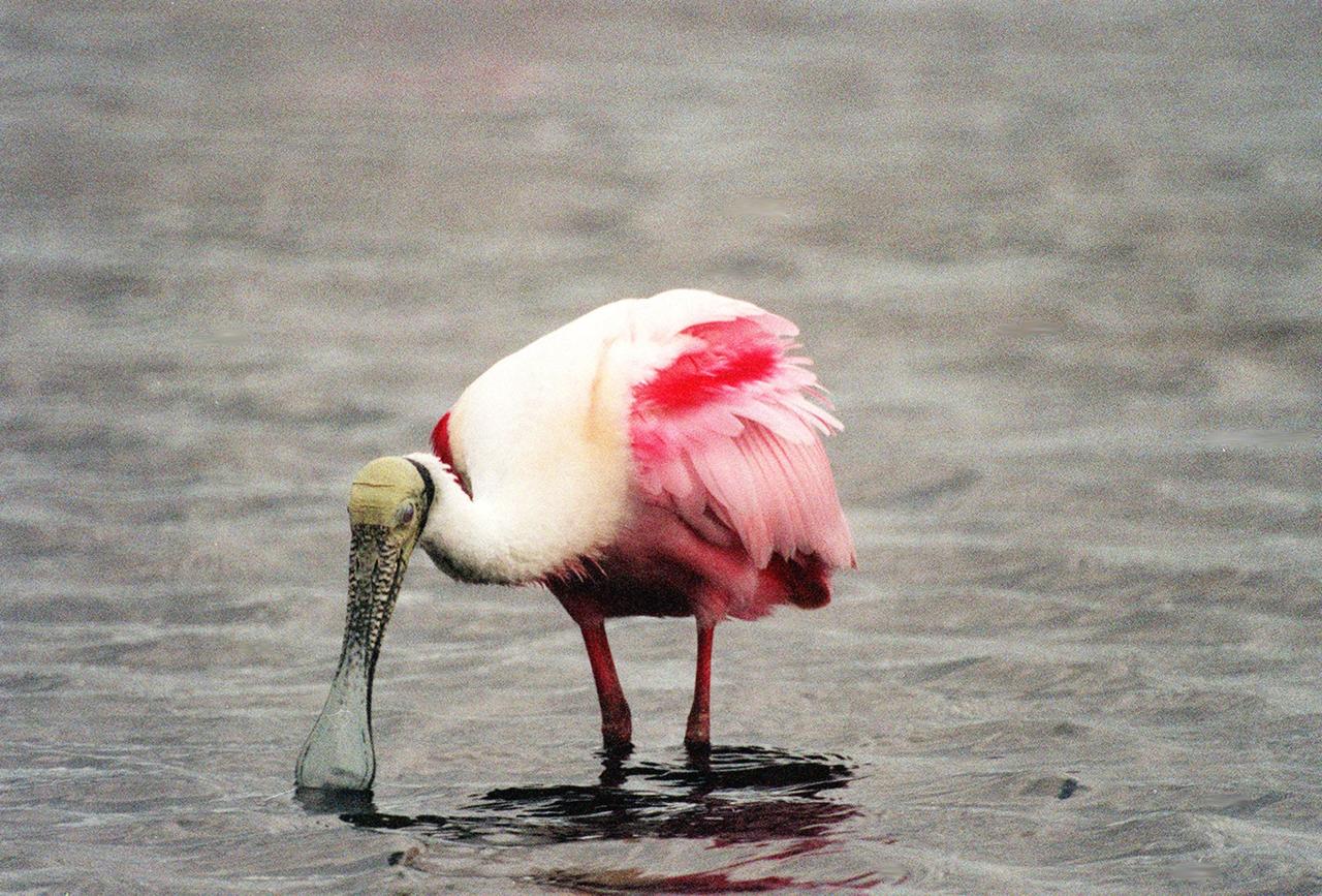 KENNEDY SPACE CENTER, FLA. -- In the Merritt Island National Wildlife Refuge, a roseate spoonbill searches the water for food. The birds, named for their brilliant pink color and paddle-shaped bill, feed in shallow water by swinging their bill back and forth, scooping up small fish and crustaceans. They typically inhabit mangroves on the coasts of southern Florida, Louisiana and Texas. The 92,000-acre refuge, which shares a boundary with Kennedy Space Center, is a habitat for more than 330 species of birds, 31 mammals, 117 fishes and 65 amphibians and reptiles. The marshes and open water of the refuge provide wintering areas for 23 species of migratory waterfowl, as well as a year-round home for great blue herons, great egrets, wood storks, cormorants, brown pelicans and other species of marsh and shore birds