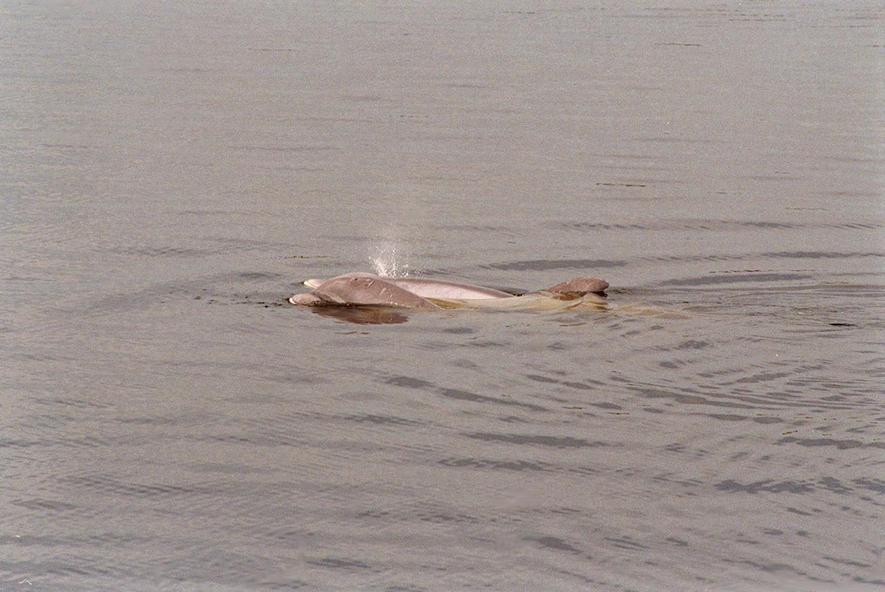KENNEDY SPACE CENTER, FLA. -- In the turn basin east of the Vehicle Assembly Building and next to the crawlerway, a mother dolphin guides her baby through the water to search for food. Dolphins inhabit the waters around Kennedy Space Center, along with many different species of oceanic and lagoon fish and shellfish. Mosquito Lagoon to the north, Banana River and Creek to the south and the Indian River to the west make up a special type of estuary called a lagoon, a body of water separated from the ocean by barrier islands, with limited exchange with the ocean through inlets. The Lagoon varies in width from ½ mile to 5 miles and averages only 3 feet in depth. Nearly one-third of the nation's manatee population lives here or migrates through the Lagoon seasonally