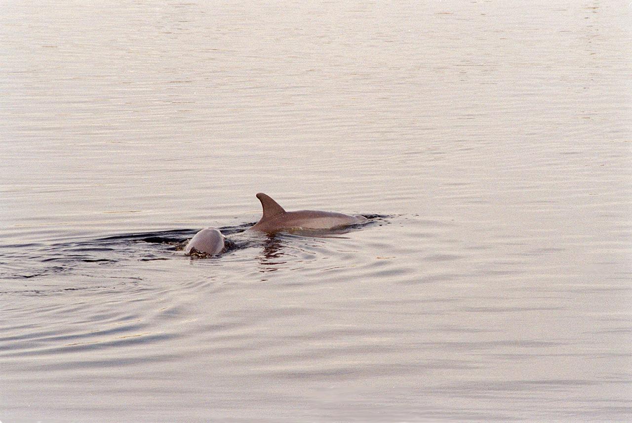KENNEDY SPACE CENTER, FLA. -- In the turn basin east of the Vehicle Assembly Building and next to the crawlerway, a mother dolphin guides her baby through the water to search for food. Dolphins inhabit the waters around Kennedy Space Center, along with many different species of oceanic and lagoon fish and shellfish. Mosquito Lagoon to the north, Banana River and Creek to the south and the Indian River to the west make up a special type of estuary called a lagoon, a body of water separated from the ocean by barrier islands, with limited exchange with the ocean through inlets. The Indian River Lagoon has one of the most diverse bird populations anywhere in America. Also, nearly one-third of the nation's manatee population lives here or migrates through the lagoon seasonally. The lagoon varies in width from ½ mile to 5 miles and averages only 3 feet in depth
