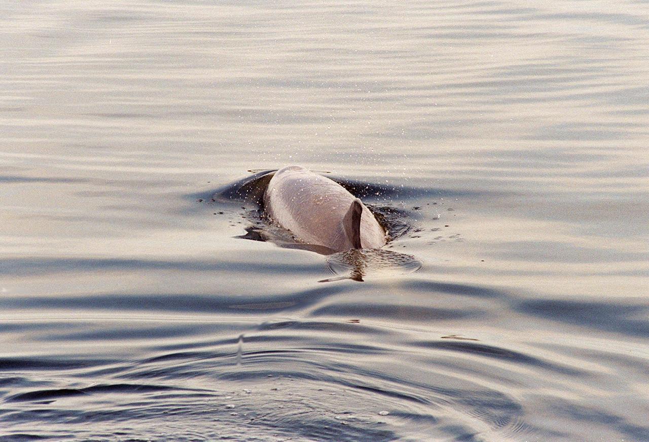 KENNEDY SPACE CENTER, FLA. -- A dolphin glides through the water looking for fish in the turn basin, which is located east of the Vehicle Assembly Building and next to the crawlerway. Dolphins inhabit the waters, known as the Indian River Lagoon, around Kennedy Space Center, along with many different species of oceanic and lagoon fish and shellfish. Mosquito Lagoon to the north, Banana River and Creek to the south and the Indian River to the west make up a special type of estuary called a lagoon, a body of water separated from the ocean by barrier islands, with limited exchange with the ocean through inlets. The Indian River Lagoon has one of the most diverse bird populations anywhere in America. Also, nearly one-third of the nation's manatee population lives here or migrates through the lagoon seasonally. The lagoon varies in width from ½ mile to 5 miles and averages only 3 feet in depth