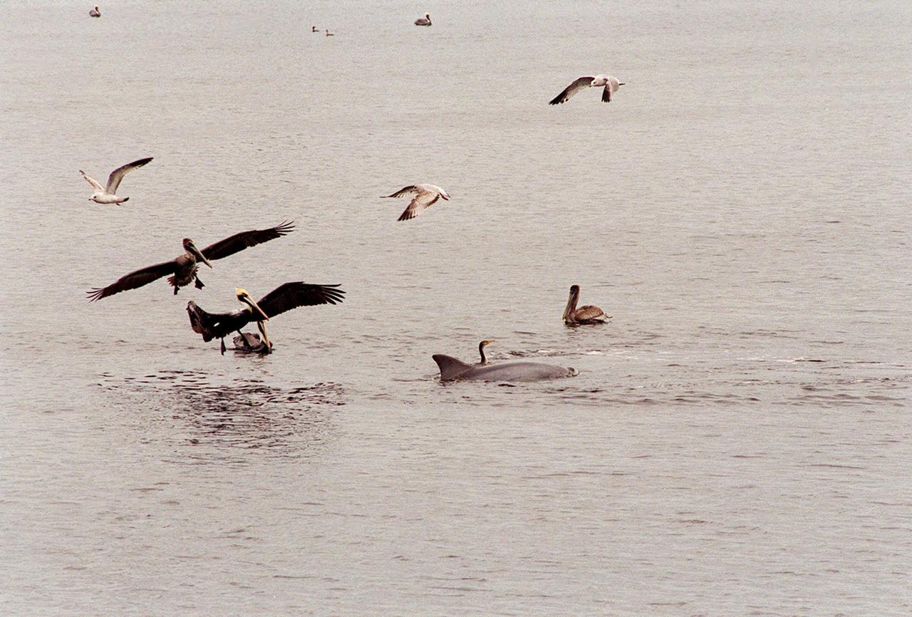 KENNEDY SPACE CENTER, FLA. -- A gray and a white pelican glide down to the water near a dolphin and cormorant in the turn basin to search for a meal in the fish-teeming water. Sea gulls also approach. The turn basin, which is east of the Vehicle Assembly Building and next to the crawlerway, is part of the Indian River Lagoon, composed of Mosquito Lagoon to the north, Banana River and Creek to the south and the Indian River to the west. The lagoon has one of the most diverse bird populations anywhere in America, plus many different species of oceanic and lagoon fish, shellfish and dolphins. Also, nearly one-third of the nation's manatee population lives here or migrates through the Lagoon seasonally. The Lagoon varies in width from ½ mile to 5 miles and averages only 3 feet in depth