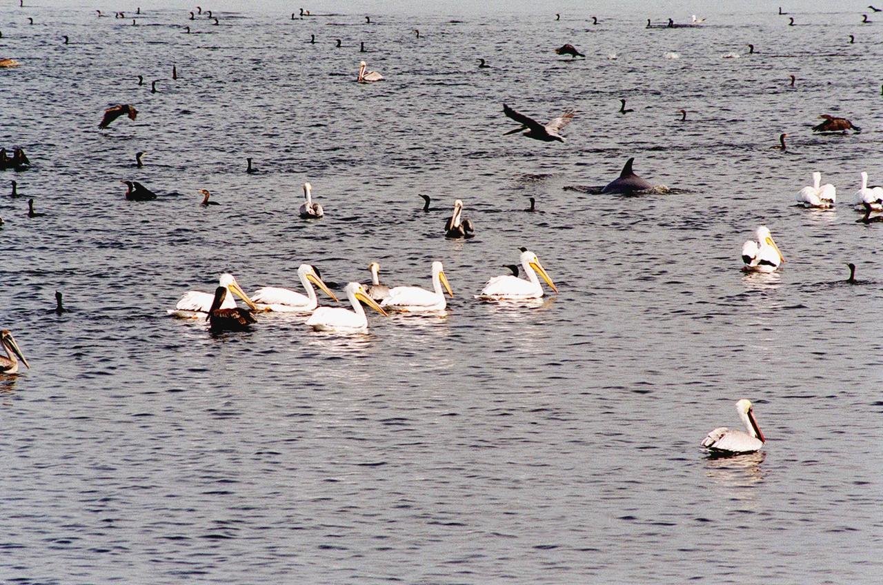 KENNEDY SPACE CENTER, FLA. -- The water in the turn basin, located east of the Vehicle Assembly Building and next to the crawlerway, teems with fish and draws white pelicans, gray pelicans, cormorants, sea gulls and one of several dolphins looking for a meal. The turn basin is part of the Indian River Lagoon, composed of Mosquito Lagoon to the north, Banana River and Creek to the south and the Indian River to the west. The lagoon has one of the most diverse bird populations anywhere in America, plus many different species of oceanic and lagoon fish, shellfish and dolphins. Also, nearly one-third of the nation's manatee population lives here or migrates through the lagoon seasonally. The lagoon varies in width from ½ mile to 5 miles and averages only 3 feet in depth